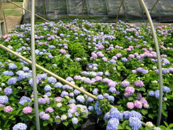 Hydrangea in bloom