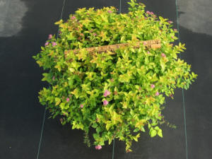 Typical #3 pot Gold Mound Spirea